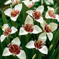 Тігрідія (Тигрова квітка) Alba Grandiflora Альба Грандіфлора (цибулина)