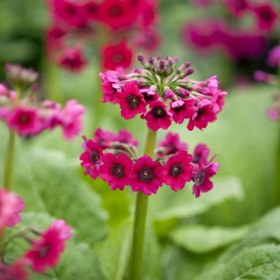 Примула (Первоцвіт) japonica Millers Crimson японіка Міллерс Крімсон (кореневище)