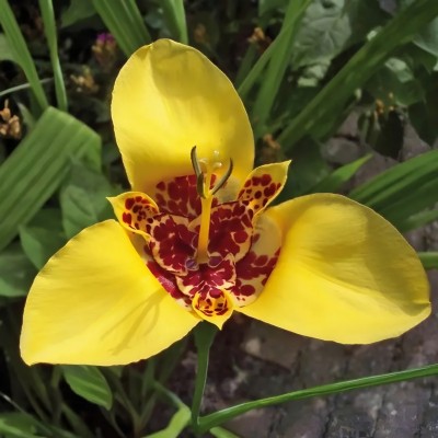 Тігрідія (Тигрова квітка) Canariensis Канаріенсіс (цибулина)