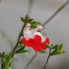 Сальвія (Шавлія) Hot Lips Хот Ліпс (кореневище)