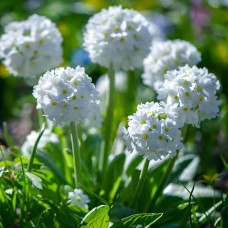 Примула (Первоцвіт) denticulata White дентікулата Вайт (кореневище)