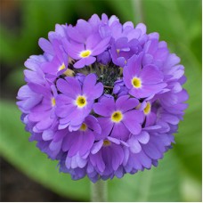 Примула (Первоцвіт) denticulata Blue дентікулата Блю (кореневище)