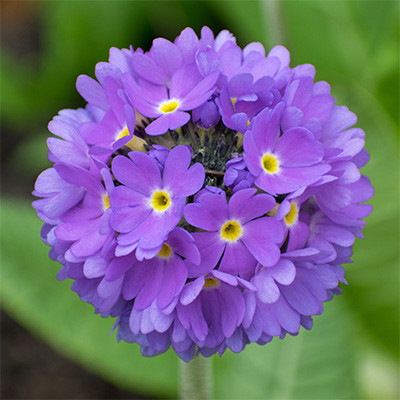 Примула (Первоцвіт) denticulata Blue дентікулата Блю (кореневище)