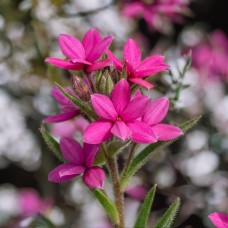 Родогіпоксіс Tetra Pink Тетра Пінк (кореневище)