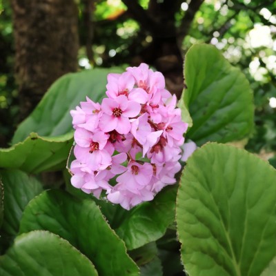 Бергенія (Бадан) Cordifolia Кордіфолія (кореневище)