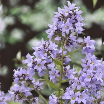 Кампанула (Дзвоник садовий) Prichards Variety Прічардс Варієті (кореневище)