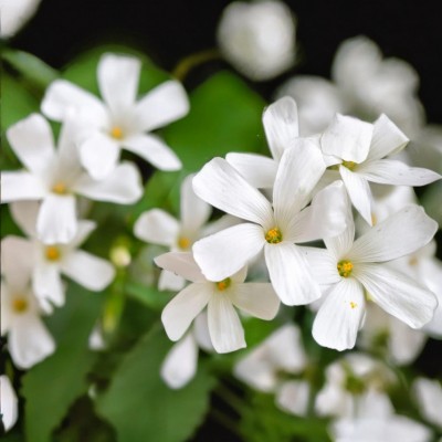 Оксаліс (Кислиця, Заяча капуста) Triangularis ssp. Papilionacea Тріангуляріс (бульба)