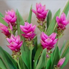 Куркума (Сіамський тюльпан) Pink Wonder Пінк Вондер (бульба)