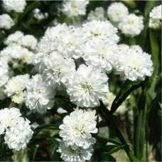 Деревій (Ахіллея, Тисячолистник) Noblesse Ноблесс (кореневище)