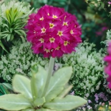 Примула (Первоцвіт) denticulata Red дентікулата Ред (кореневище)