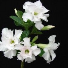 Адениум Double blooming white Адениум Double blooming white
