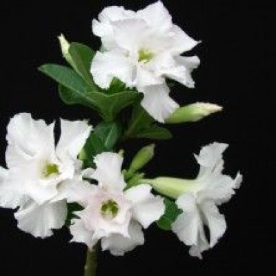 Адениум Double blooming white