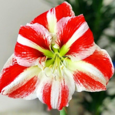 Амариллис Clown 