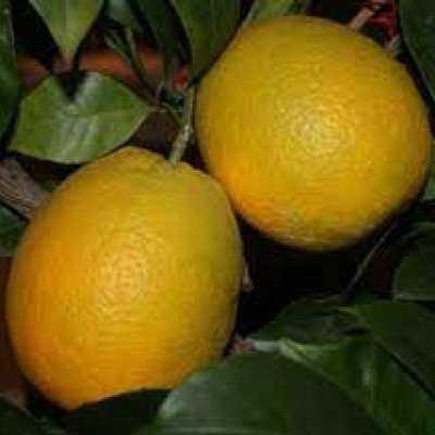 Апельсин овальный калабрийский (Ovale o Calabrese)