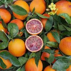 Апельсин сангвинелли (orange Sanguinelli) 