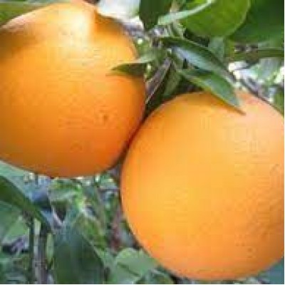 Апельсин Вашингтон-Навел (Washington Navel Orange)