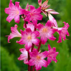 Амариллис Belladonna 