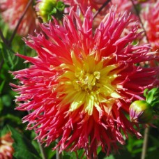 Георгина Fringed Star бахромчатая Георгина Fringed Star бахромчатая