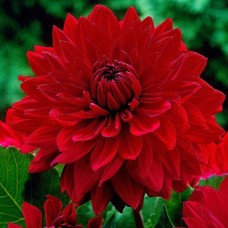 Георгина Garden Wonder бордюрная
