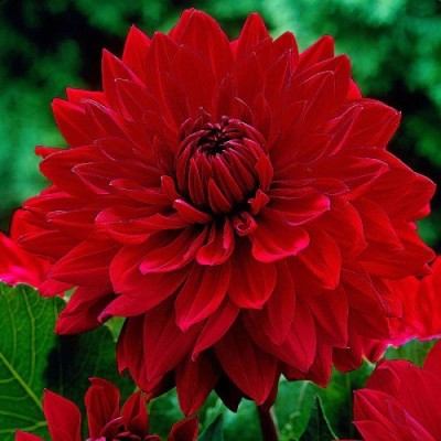 Георгина Garden Wonder бордюрная