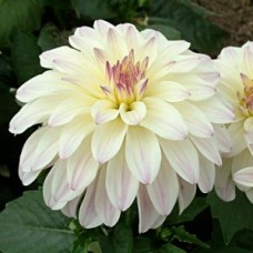 Георгина Monet бордюрная