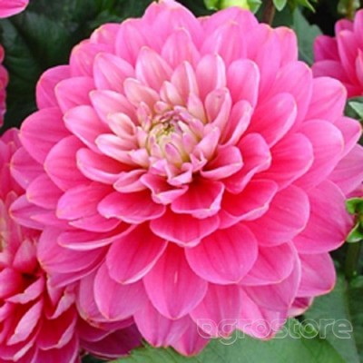 Георгина Pink Allegro бордюрная