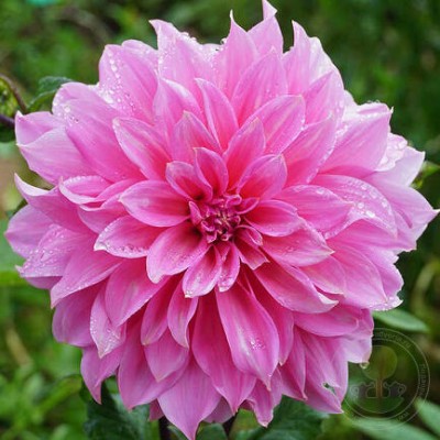 Георгина Rosella декоративная