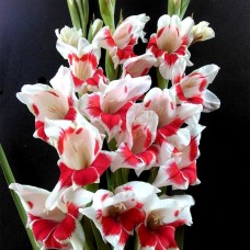 Гладиолус Japonica Гладиолус Japonica
