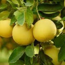 Грейпфрут Дункан (Duncan Citrus paradisi Macf. Grapefruit) Грейпфрут Дункан (Duncan Citrus paradisi Macf. Grapefruit)