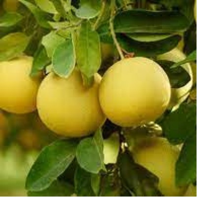 Грейпфрут Дункан (Duncan Citrus paradisi Macf. Grapefruit)