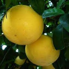 Грейпфрут Marsh Seedless Грейпфрут Marsh Seedless