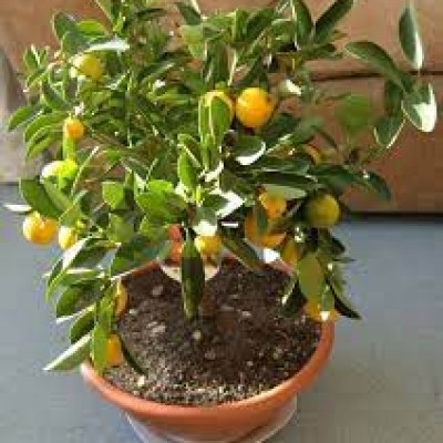 Каламондин (Calamondin)
