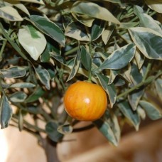 Каламондин Вариегатный (calamondin variagated) 