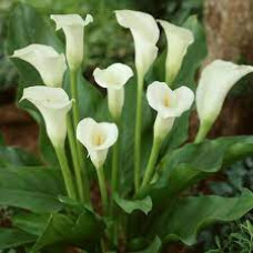 Калла White Cup