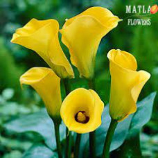 Калла Yellow Star