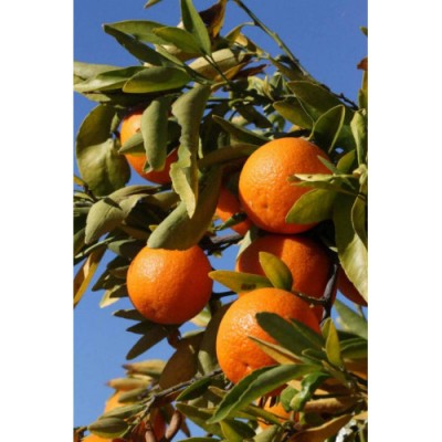 Клементин Corsica II