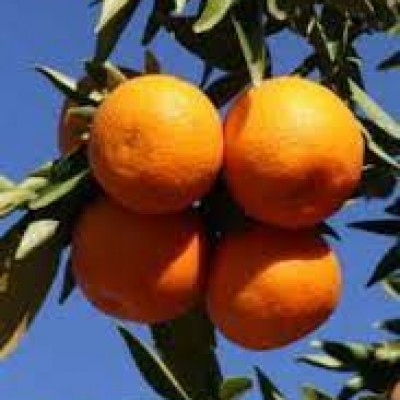 Клементин Мерисоль (marisol clementine)