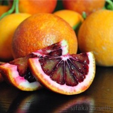 Кровавый апельсин сангвинелло (Sanguinello blood orange) Кровавый апельсин сангвинелло (Sanguinello blood orange)