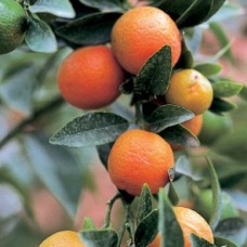 Кукле (kugli, kucle)