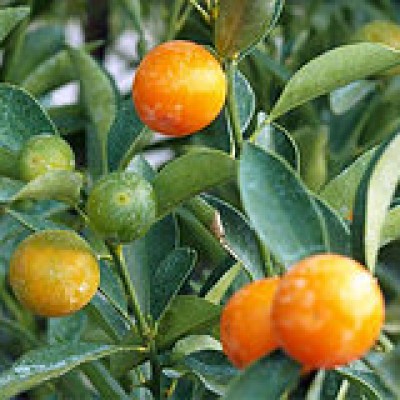 Кумкват Маруми (kumquat marumi, kumquat japonica)