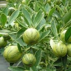Кумкват (кинкан) Маргарита 