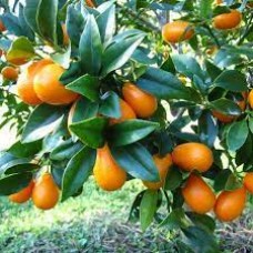 Кумкват Маргарита Биг (kumquat margarita big) Кумкват Маргарита Биг (kumquat margarita big)
