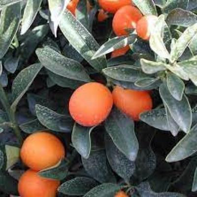 Кумкват Мейва (fortunella crassifolia)