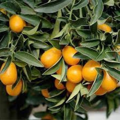 Кумкват Обовата (Changshou kumquat, Fortunella obovata, Fukushu kumquat)