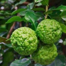 Лайм Кафрский (Kaffir Lime, Citrus hystrix) Лайм Кафрский (Kaffir Lime, Citrus hystrix)