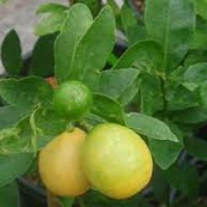 Лаймкват Юстис (Eustis limequat) Лаймкват Юстис (Eustis limequat)