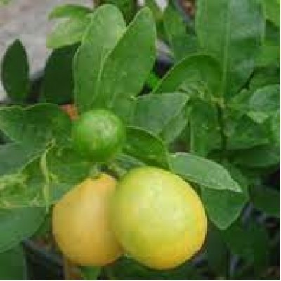 Лаймкват Юстис (Eustis limequat)