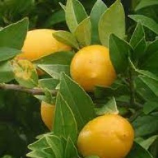 Лаймкват Таварес (Tavares limequat) Лаймкват Таварес (Tavares limequat)