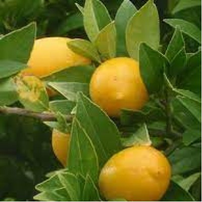 Лаймкват Таварес (Tavares limequat)