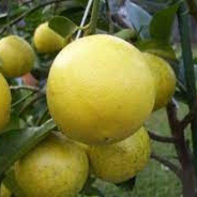 Лайм Палестинский (Palestine lime)